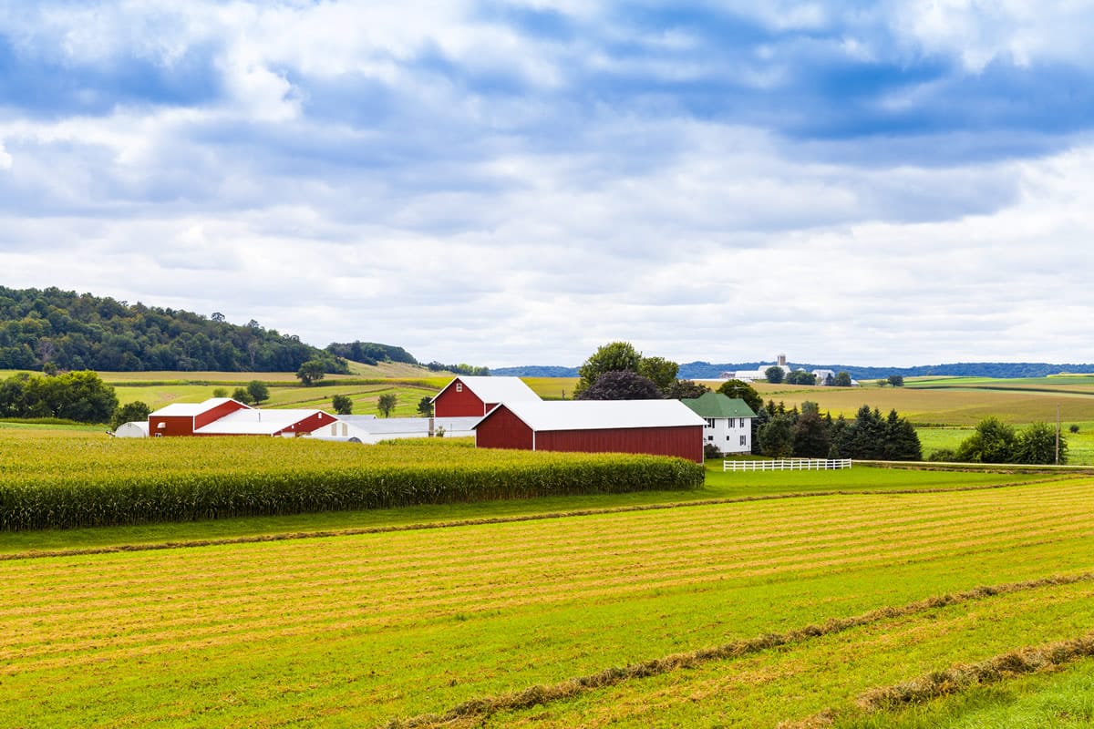 Corn field with farm and buildings in the background