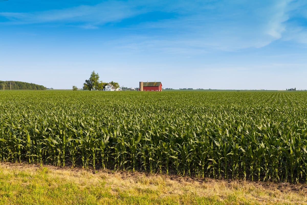 Corn field with red barn in the background