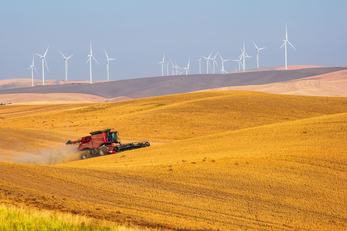 Grain combine operating in a field with wind turbines behind it